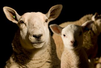 Shed and Pasture Lambing